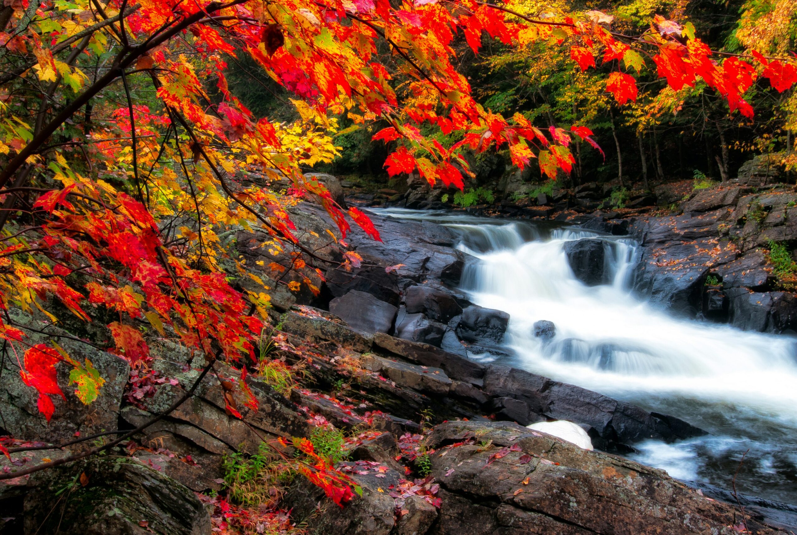 River waterfalls new tress